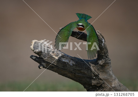 White-fronted bee-eater spreads wings flying from log 131268705