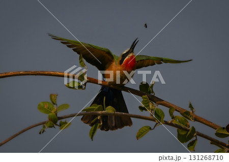 White-fronted bee-eater spreads wings to catch fly 131268710
