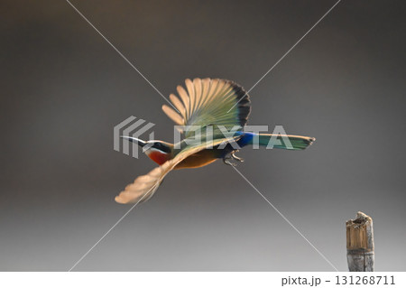 White-fronted bee-eater takes off backlit from pole White-fronted bee-eater takes off backlit from pole 131268711