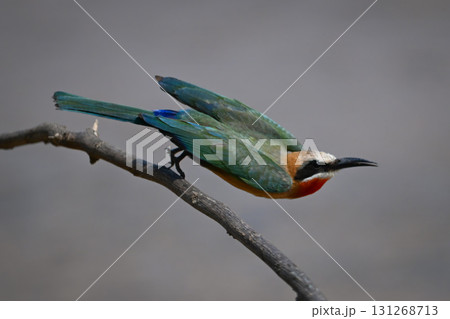White-fronted bee-eater takes off from curving bough 131268713