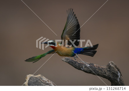 White-fronted bee-eater takes off from dead log White-fronted bee-eater takes off from dead log 131268714