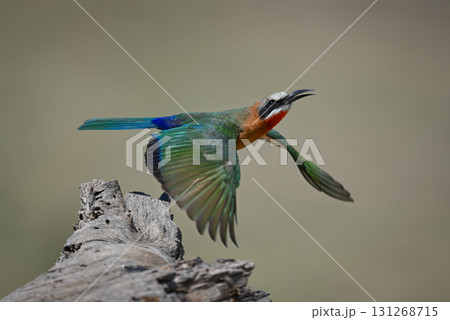 White-fronted bee-eater takes off from dead stump White-fronted bee-eater takes off from dead stump 131268715