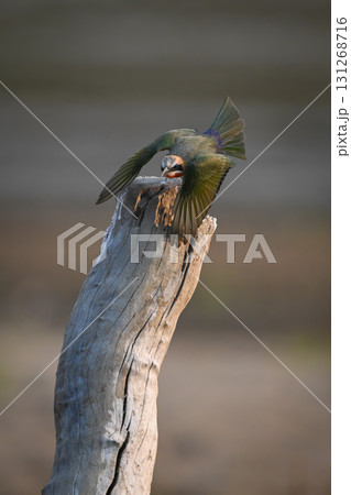 White-fronted bee-eater takes off from dead tree 131268716