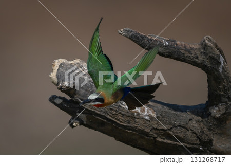 White-fronted bee-eater takes off from dry log 131268717