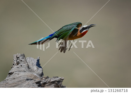 White-fronted bee-eater takes off from dry stump 131268718