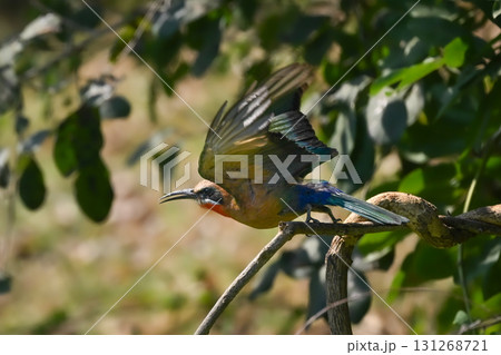 White-fronted bee-eater takes off from leafy bush White-fronted bee-eater takes off from leafy bush 131268721