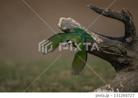 White-fronted bee-eater taking off from dry log 131268727