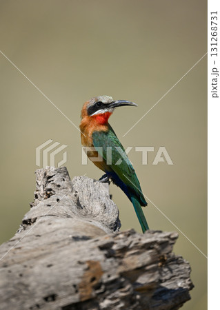 White-fronted bee-eater turning head on dead log 131268731