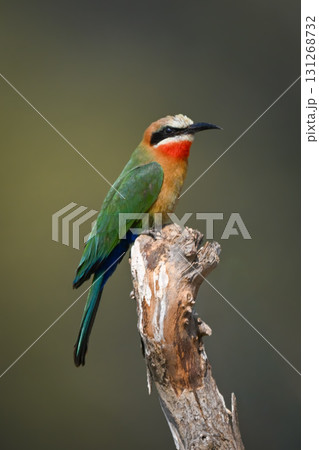 White-fronted bee-eater turning head on dry log White-fronted bee-eater turning head on dry log 131268732