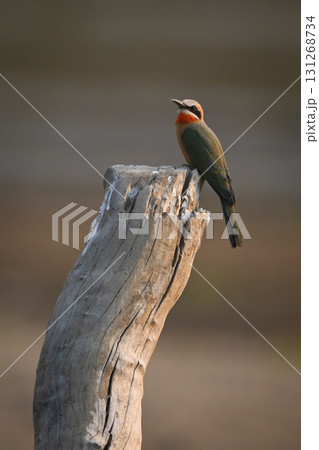 White-fronted bee-eater turns head on dead bough 131268734