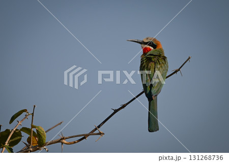 White-fronted bee-eater turns round on thorny branch 131268736