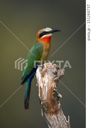 White-fronted bee-eater watches camera from dry log 131268737