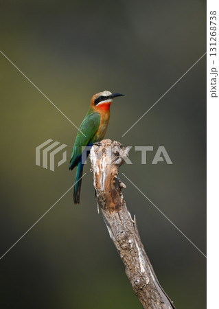 White-fronted bee-eater watches camera on dry log 131268738