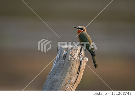 White-fronted bee-eater with catchlight on tree stump White-fronted bee-eater with catchlight on tree stump 131268742
