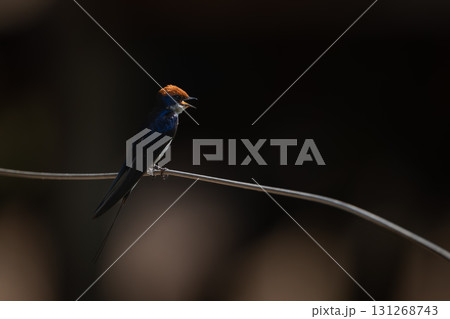 Wire-tailed swallow in profile on bent wire 131268743