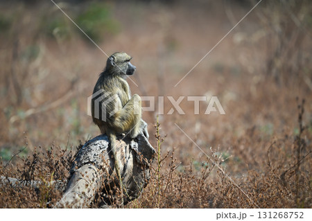 Yellow baboon sits on log in profile 131268752