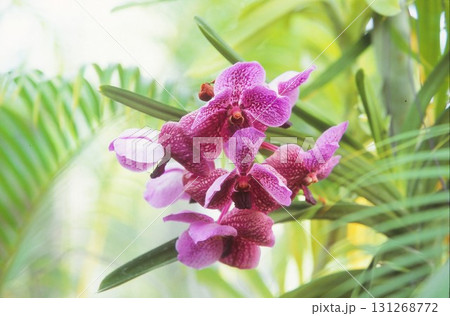 ポジフィルムで撮影したランの花 131268772