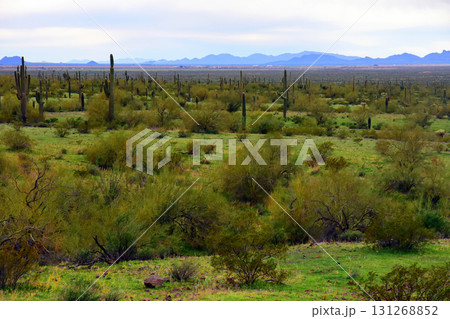 Sonoran Desert Arizona Picacho Peak State Park Sonoran Desert Arizona Picacho Peak State Park 131268852
