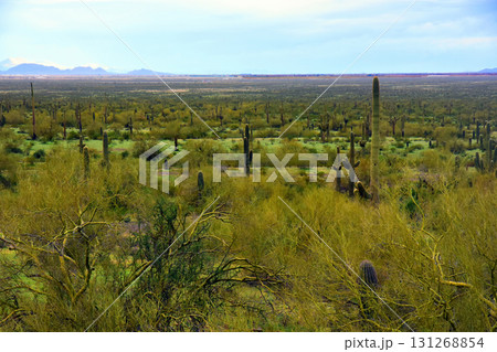 Sonoran Desert Arizona Picacho Peak State Park 131268854