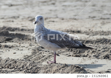 gull  (Larus argentatus) 131268961