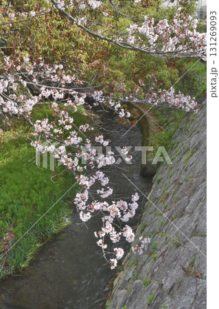 山科の川辺の桜 山科の川辺の桜 131269093
