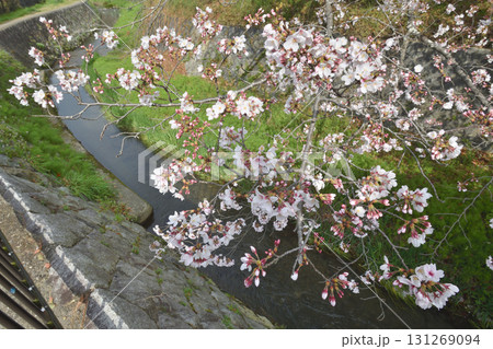 山科の川辺の桜 131269094