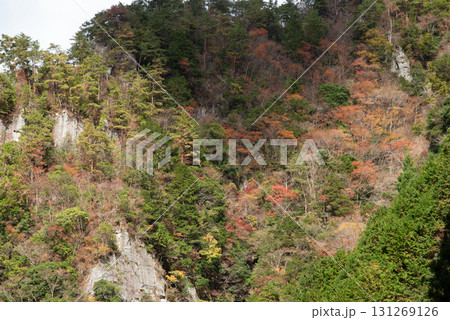 三重県　香落渓　紅葉 131269126