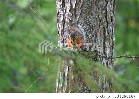 クリの実を食べる日本リス 131269167