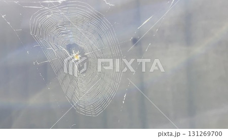Spiderweb swaying in wind at garden with sunlight at background. Spider builds a cobweb outdoor. Beautiful nature scene on summer day. Concept of wildlife. Slow motion 131269700
