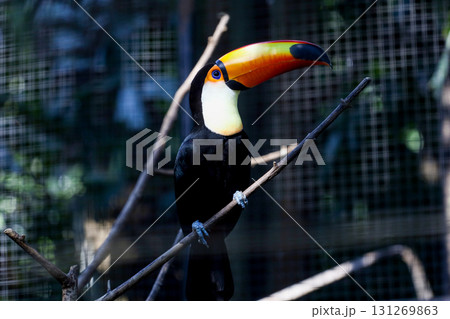 The toco toucan bird on the wood tree The toco toucan bird on the wood tree 131269863