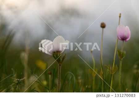 Delicate wildflowers bloom softly in a serene meadow at dusk 131270083