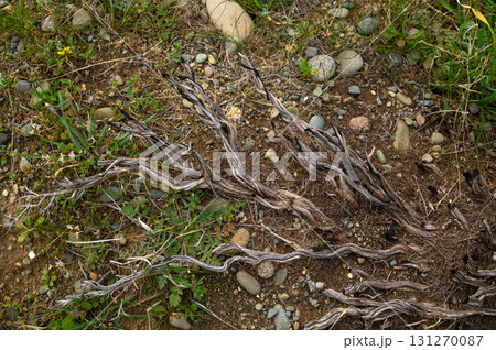Unique twisted roots intertwine with stones amid vibrant green grass under soft, 131270087