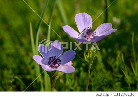 Beautiful purple flowers bloom amidst lush green grass on a sunny spring day Beautiful purple flowers bloom amidst lush green grass on a sunny spring day 131270136