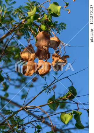 Jacaranda flowering branch close-up ideal for botanical, landscape, Jacaranda flowering branch close-up ideal for botanical, landscape, 131270137