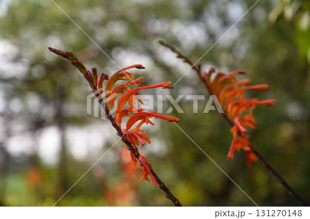 Vibrant orange blossoms sway gently in a peaceful garden setting at midday 131270148
