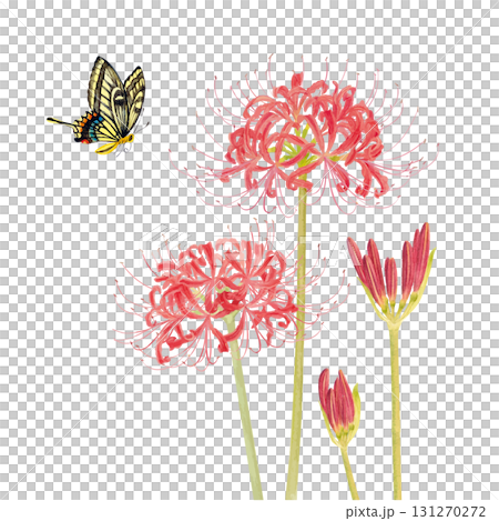 蝶と彼岸花の手書きイラスト 131270272