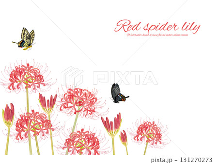 蝶と彼岸花の手書きイラスト 131270273