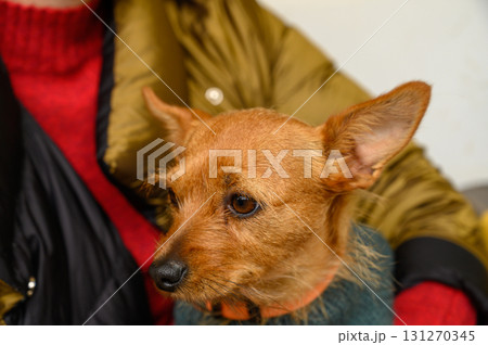 Bright-eyed dog rests on a person's lap during a cozy indoor gathering in a warm Bright-eyed dog rests on a person's lap during a cozy indoor gathering in a warm 131270345