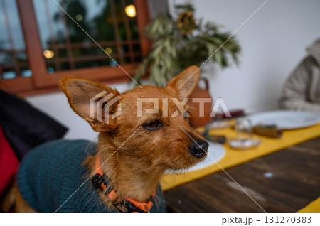 Small dog wearing sweater enjoys cozy atmosphere in a rustic dining setting Small dog wearing sweater enjoys cozy atmosphere in a rustic dining setting 131270383