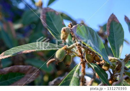 Young loquat fruit cluster on tree branches in golden sunlight on a clear day 131270393