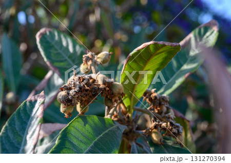 Nature showcases vibrant leaves and emerging fruit on a sunny day in a lush garden setting Nature showcases vibrant leaves and emerging fruit on a sunny day in a lush garden setting 131270394