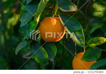 Bright oranges hang from a lush green tree in the warm afternoon sunlight 131270469