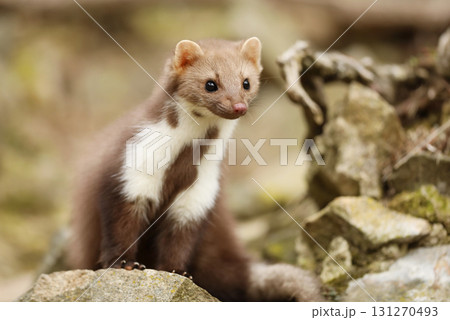Beautiful cute forest animal. Beech marten, Martes foina, in autumn. Wildlife scene from Czech republic. Beech marten, small opportunistic predator in nature habitat. Czech republic Beautiful cute forest animal. Beech marten, Martes foina, in autumn. Wildlife scene from Czech republic. Beech marten, small opportunistic predator in nature habitat. Czech republic 131270493