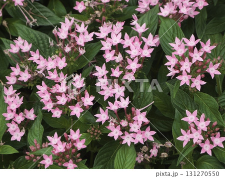濃い緑の葉に映える星形の花が可愛いピンクのペンタス 131270550