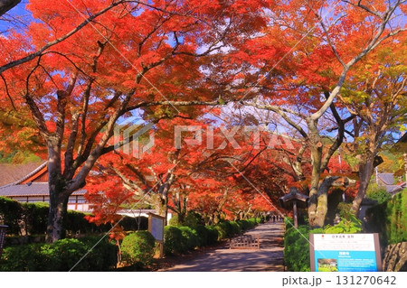 西教寺（滋賀県大津市）参道の紅葉 131270642