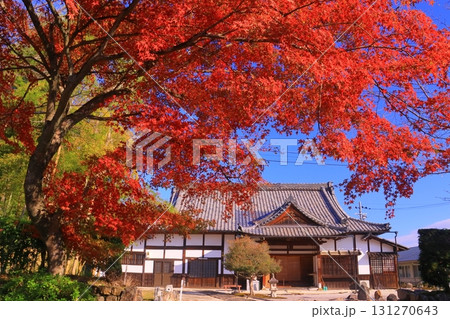 西教寺（滋賀県大津市）の紅葉 131270643