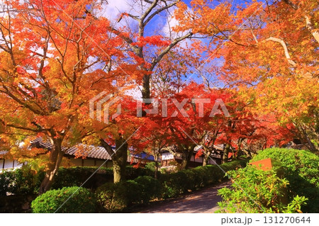 西教寺（滋賀県大津市）の紅葉 131270644