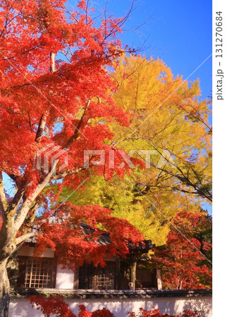 西教寺（滋賀県大津市）観音堂前の紅葉 131270684