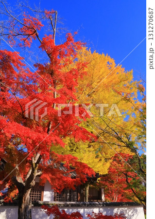 西教寺（滋賀県大津市）観音堂前の紅葉 131270687