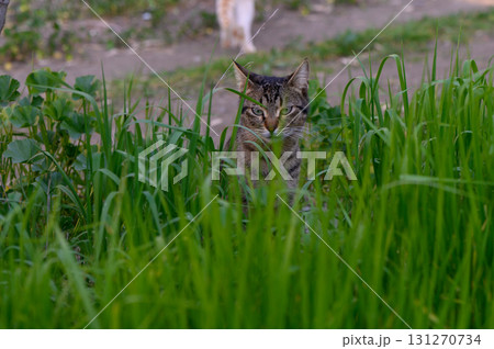 Feline explorer lounges in lush green grass at dusk in tranquil outdoor setting 131270734